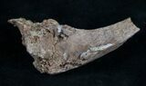 Small Edmontosaurus Rib Section - South Dakota #9451-1